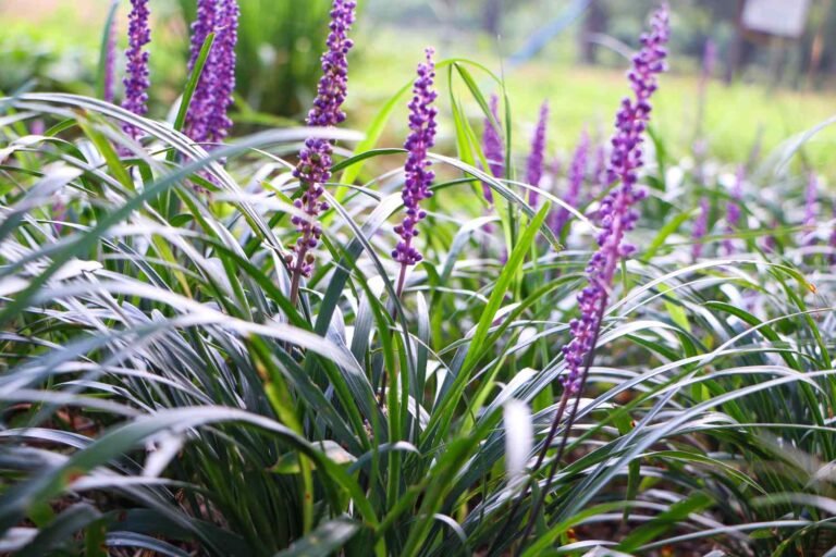 Best Plants for a Small Backyard Garden